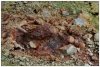 6/landmannalaugar 53 (Small).jpg